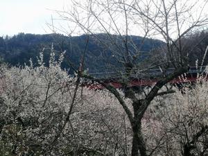 木下沢梅林0306枝折れ-2