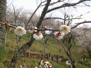 木下沢梅林0306-1