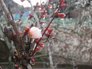 木下沢梅林0306-2