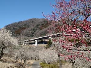 するさし梅林0311-1