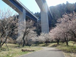 高尾梅の郷まちの広場0311-1