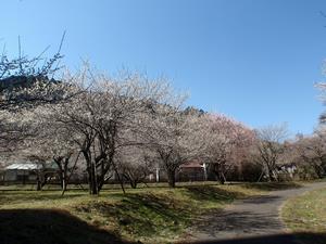 高尾梅の郷まちの広場0311-2