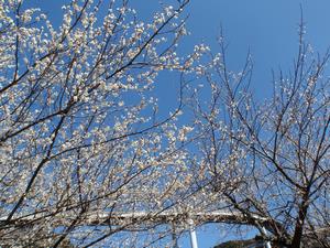 するさし梅林0311-2