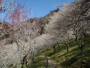 木下沢梅林0311-1