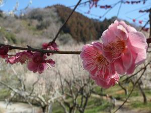 木下沢梅林0311-2