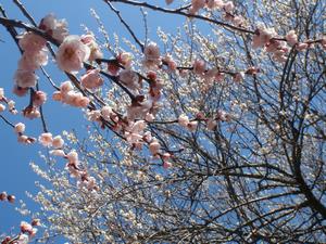 木下沢梅林0311-3