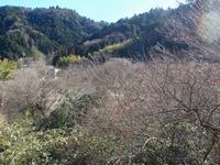 するさし梅林0212