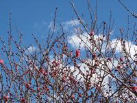 するさし梅林0212-2