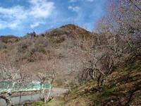 木下沢梅林02112