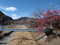 遊歩道梅林0219-1