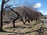 遊歩道梅林0219-2