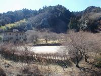 するさし梅林0219