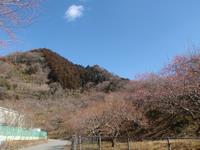 木下沢梅林0219-1