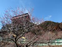 木下沢梅林0219-2