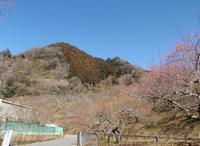 木下沢梅林0226-1