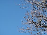 木下沢梅林0226-2