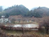 するさし梅林0303