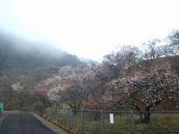 木下沢梅林0303-1