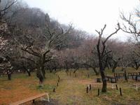 木下沢梅林0303-2