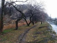 遊歩道梅林0303-2