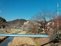 遊歩道梅林0307-1