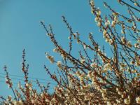 遊歩道梅林0307-2