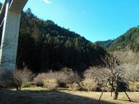 高尾梅の郷まちの広場0307-1