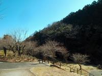 高尾梅の郷まちの広場0307-2