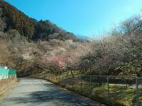 木下沢梅林03070-1