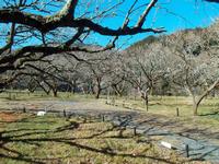 木下沢梅林0307-2