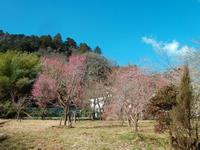 湯の花梅林0307