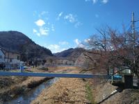 遊歩道梅林0310-1