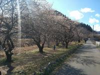 遊歩道梅林0310-2