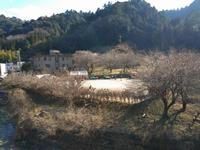 するさし梅林0310-1