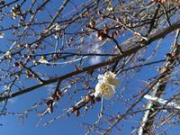 するさし梅林0310-2