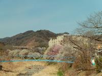 遊歩道梅林0314-1