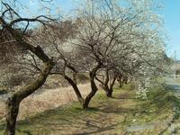 遊歩道梅林0314-2