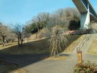 高尾梅の郷まちの広場0314-1