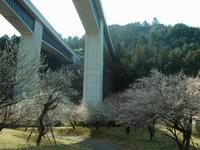高尾梅の郷まちの広場0314-2