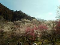 木下沢梅林0314-1