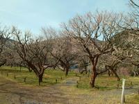 木下沢梅林0314-2