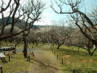 木下沢梅林0314-3