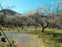 木下沢梅林0317-2