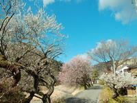 遊歩道梅林0317-2