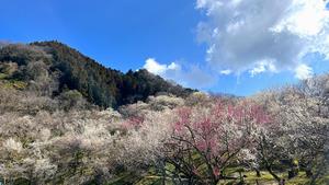 木下沢梅林0317-111