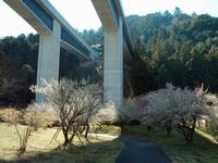 高尾梅の郷まちの広場0317-1