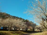高尾梅の郷まちの広場0317-2
