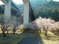 高尾梅の郷まちの広場0321-1