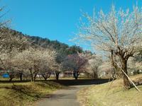 高尾梅の郷まちの広場0321-2