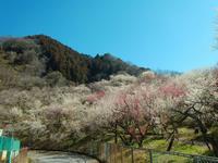 木下沢梅林0321-1